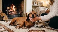 Por que é que os cães gostam de ser acariciados — eis o que o seu animal de estimação sente