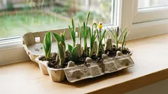 Não deite fora a caixa dos ovos: em apenas alguns minutos, pode transformar-se na mais bonita decoração de primavera.